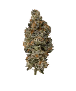 Sub Zero Exotic Cannabis - Kolekcjonerski Susz