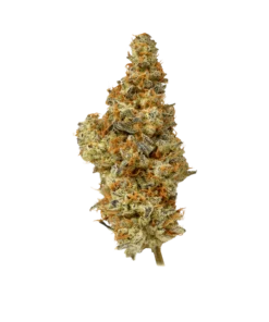 Trap Cherries – Egzotyczny Sativa Hybrid (38% THC)