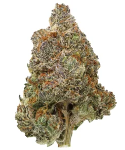 Królewski Royal Kush THCa - Kup Kwiat Indica Online