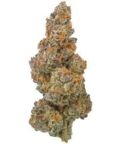 Biscotti Trop THCa (Triploid) – Egzotyczny Szczep | Kup Online